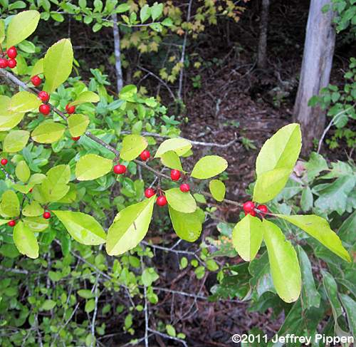 Possumhaw, Deciduous Holly (Ilex decidua)