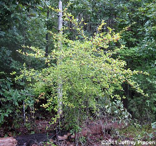 Possumhaw, Deciduous Holly (Ilex decidua)