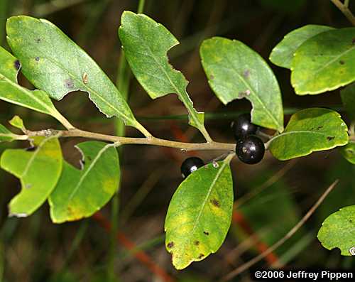 Inkberry (Ilex glabra)