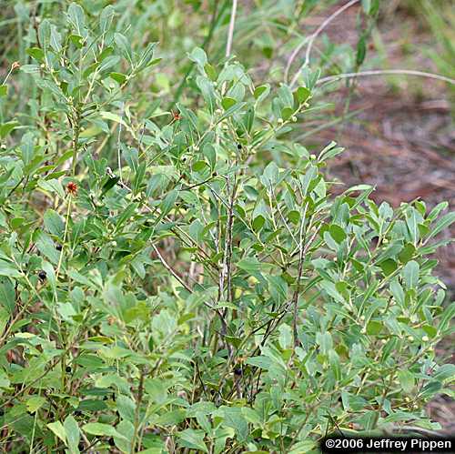 Inkberry (Ilex glabra)