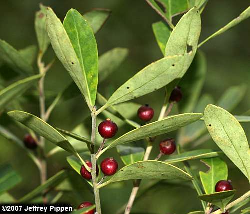 Inkberry (Ilex glabra)