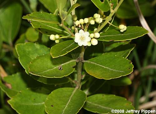 Inkberry (Ilex glabra)