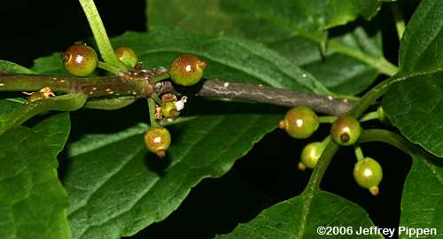 Mountain Holly (Ilex montana)