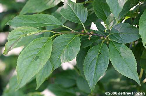 Mountain Holly (Ilex montana)