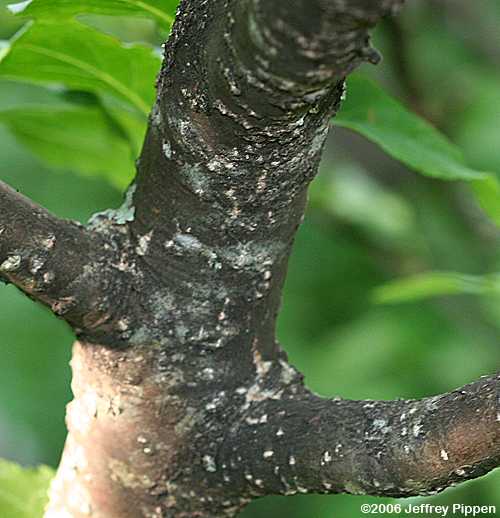 Mountain Holly (Ilex montana)