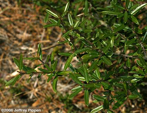 Myrtle Dahoon (Ilex myrtifolia)