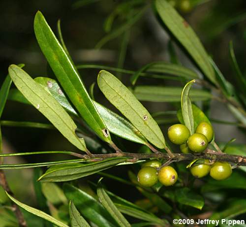 Myrtle Dahoon (Ilex myrtifolia)
