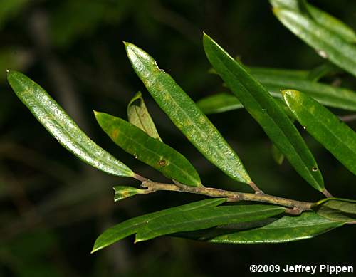 Myrtle Dahoon (Ilex myrtifolia)