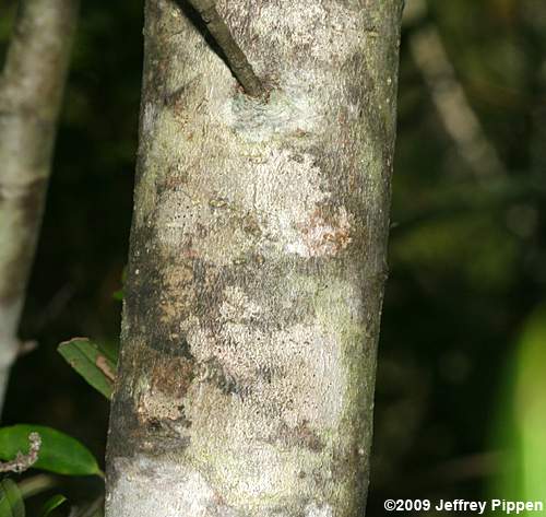 Myrtle Dahoon (Ilex myrtifolia)