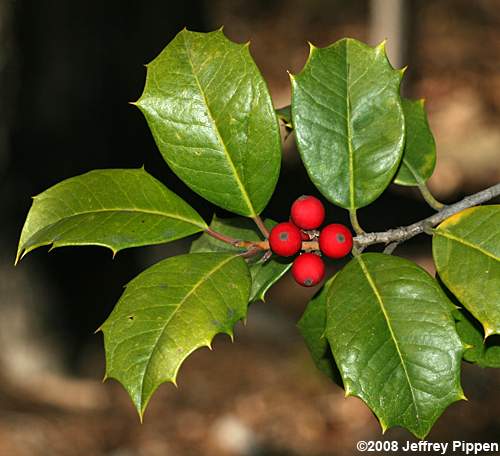 American Holly (Ilex opaca)