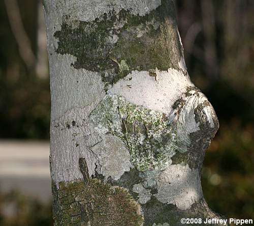 American Holly (Ilex opaca)