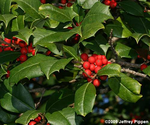 American Holly (Ilex opaca)