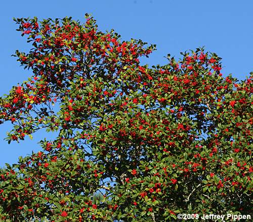 American Holly (Ilex opaca)