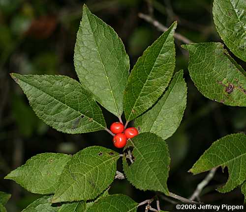 Winterberry (Ilex verticillata)
