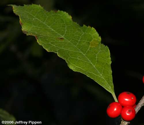 Winterberry (Ilex verticillata)