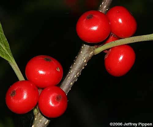 Winterberry (Ilex verticillata)