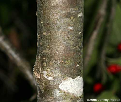 Winterberry (Ilex verticillata)