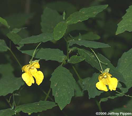 Yellow Jewelweed (Impatiens pallida)