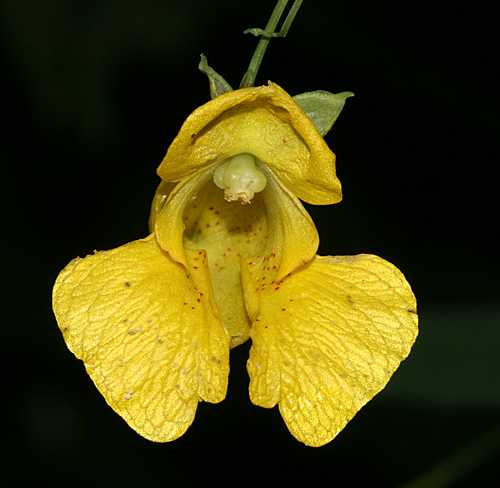 Yellow Jewelweed (Impatiens pallida)