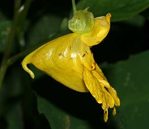 Yellow Jewelweed (Impatiens pallida)