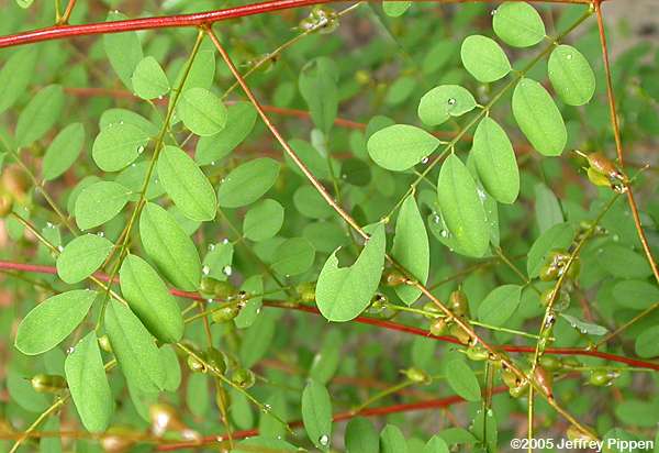 Carolina Indigo (Indigofera carolinana)
