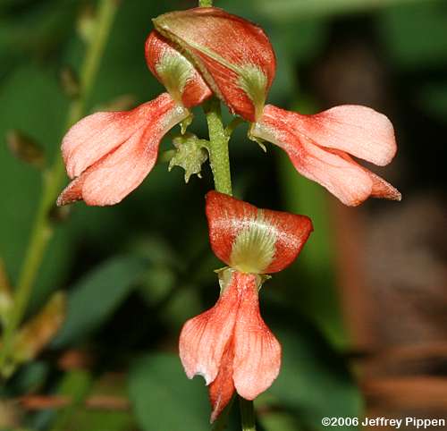 Carolina Indigo (Indigofera caroliniana)