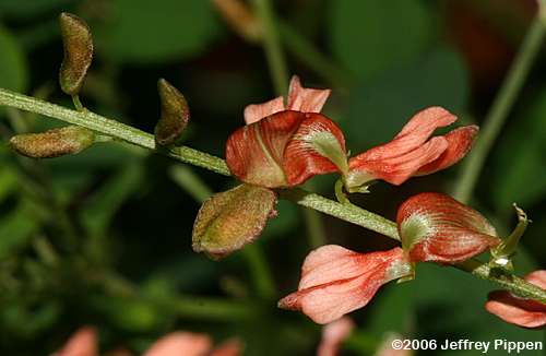 Carolina Indigo (Indigofera caroliniana)