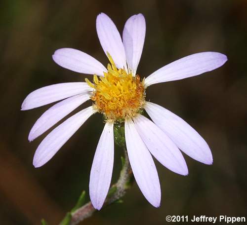 Stiff Aster, Flaxleaf Whitetop Aster (Ionactis linariifolius, Aster linariifolius)