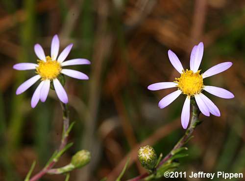 Stiff Aster, Flaxleaf Whitetop Aster (Ionactis linariifolius, Aster linariifolius)