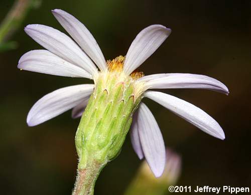 Stiff Aster, Flaxleaf Whitetop Aster (Ionactis linariifolius, Aster linariifolius)
