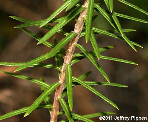 Stiff Aster, Flaxleaf Whitetop Aster (Ionactis linariifolius, Aster linariifolius)