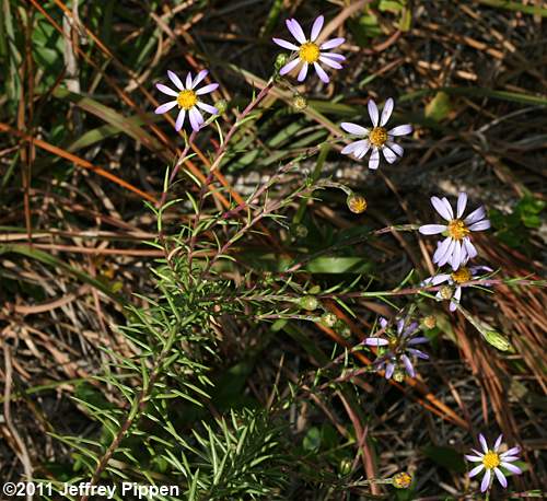 Stiff Aster, Flaxleaf Whitetop Aster (Ionactis linariifolius, Aster linariifolius)