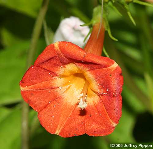 Redstar, Scarlet Creeper, Red Morning Glory (Ipomoea coccinea)