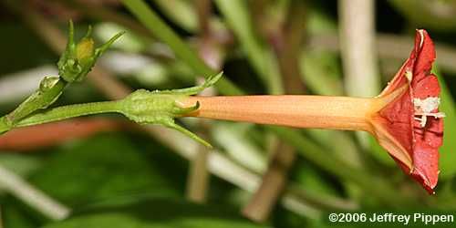 Redstar, Scarlet Creeper, Red Morning Glory (Ipomoea coccinea)