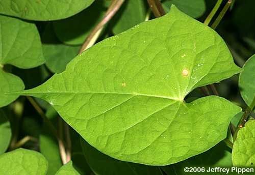 Redstar, Scarlet Creeper, Red Morning Glory (Ipomoea coccinea)