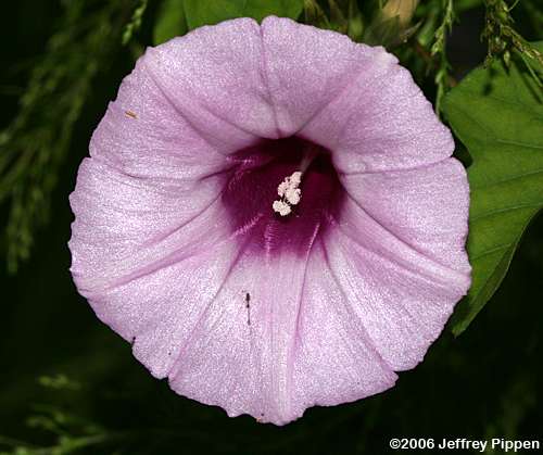 Tievine, Coastal Morning Glory (Ipomoea cordatotriloba var. cordatotriloba)