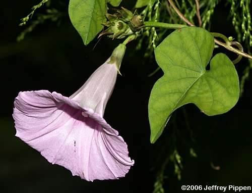 Tievine, Coastal Morning Glory (Ipomoea cordatotriloba var. cordatotriloba)