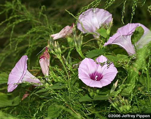 Tievine, Coastal Morning Glory (Ipomoea cordatotriloba var. cordatotriloba)