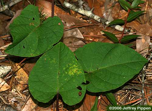 Wild Potato Vine, Man of the Earth, Morning Glory (Ipomoea pandurata)