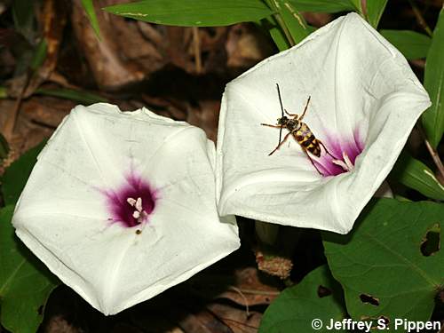 Wild Potato Vine, Man of the Earth, Morning Glory (Ipomoea pandurata)