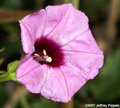 Tall Morning Glory, Common Morning Glory (Ipomoea purpurea)