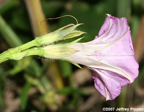 Tall Morning Glory, Common Morning Glory (Ipomoea purpurea)