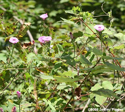 Tall Morning Glory, Common Morning Glory (Ipomoea purpurea)