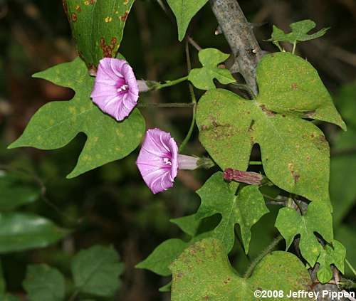 Tall Morning Glory, Common Morning Glory (Ipomoea purpurea)