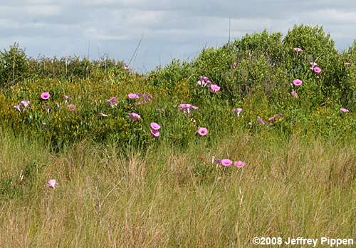 Saltmarsh Morning Glory (Ipomoea sagittata)