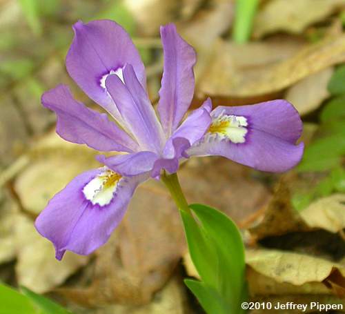 Dwarf Crested Iris (Iris cristata)