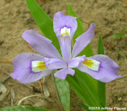 Dwarf Crested Iris (Iris cristata)
