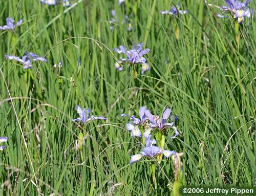 Slender Blue Flag, Slender Blue Iris (Iris prismatica)