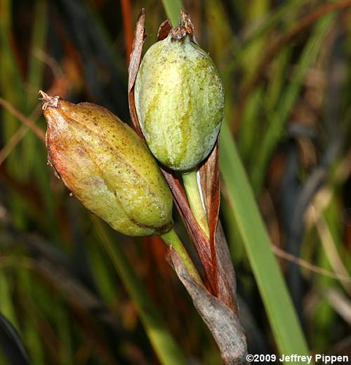 Savannah Iris (Iris tridentata)