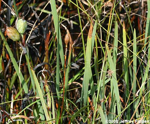 Savannah Iris (Iris tridentata)